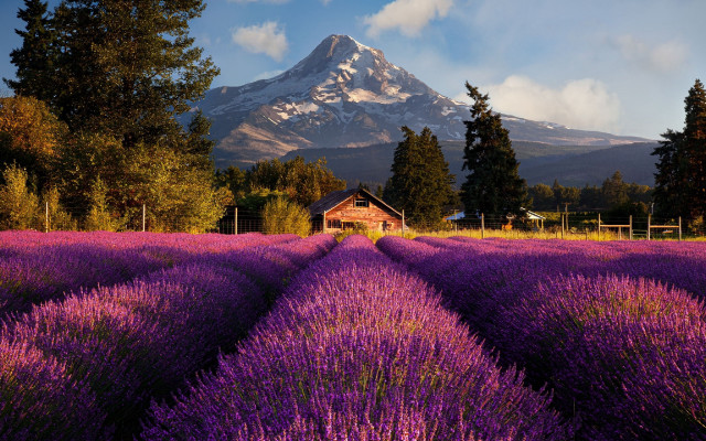 Lavender field house mountain snow free wallpaper for desktop - medium preview image