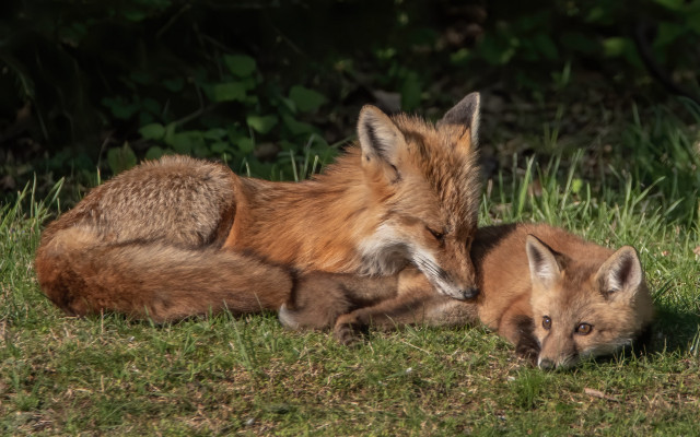 Foxes green field forest wildlife free wallpaper for desktop - medium preview image