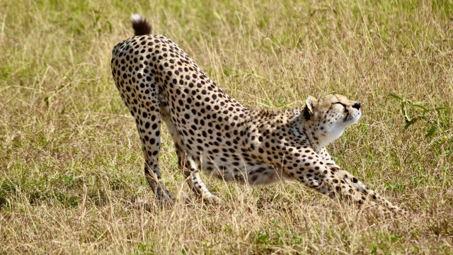 Cheetah running tall grass dynamic free wallpaper for desktop - medium preview image