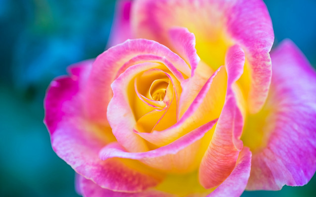 Pink rose green background blue free wallpaper for desktop - medium preview image