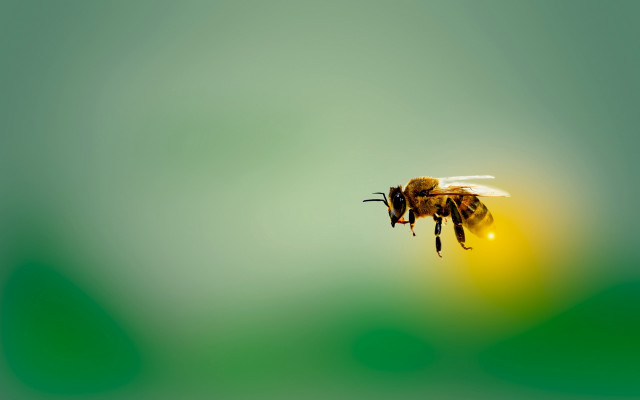 Bee flying yellow flower ecological free wallpaper for desktop - medium preview image
