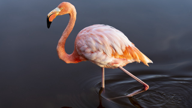 Flamingo arabesque pastel water bird free wallpaper for desktop - medium preview image