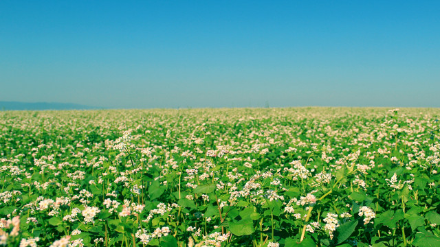 Flower field sky clouds nature free wallpaper for desktop - medium preview image