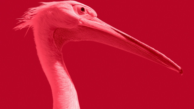 Pink bird long neck red free wallpaper for desktop - medium preview image