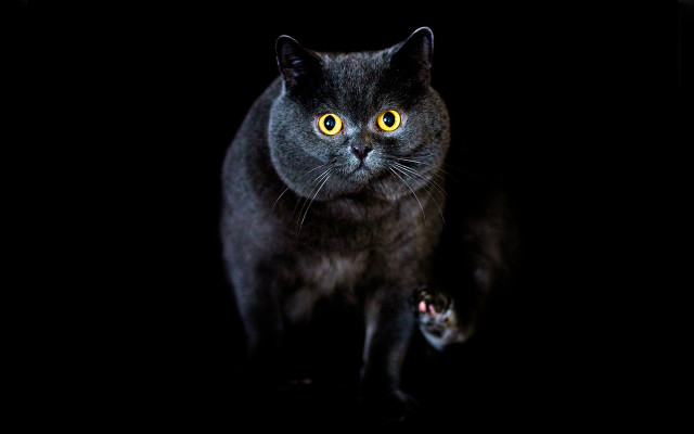 Black cat yellow eyes paw free wallpaper for desktop - medium preview image
