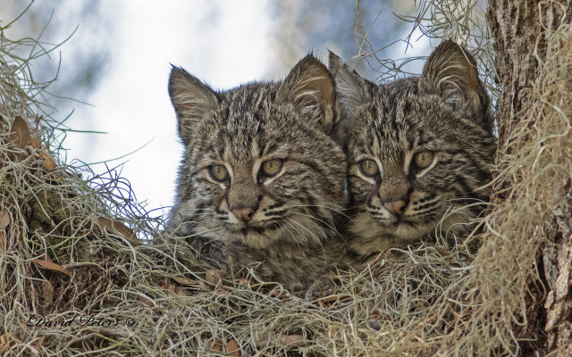 Kittens in tree looking away free wallpaper for desktop - medium preview image