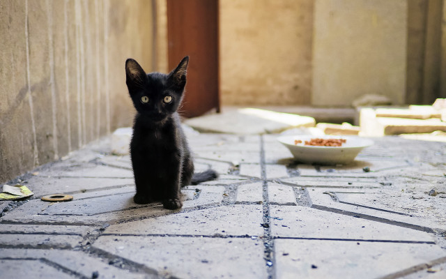 Black kitten tiled floor food free wallpaper for desktop - medium preview image