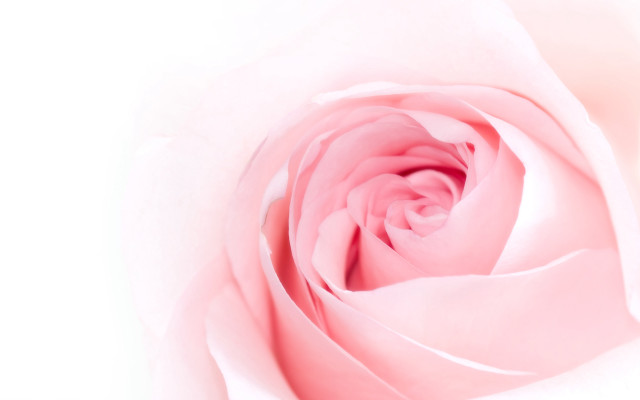 Pink rose closeup white background #2 free wallpaper for desktop - medium preview image