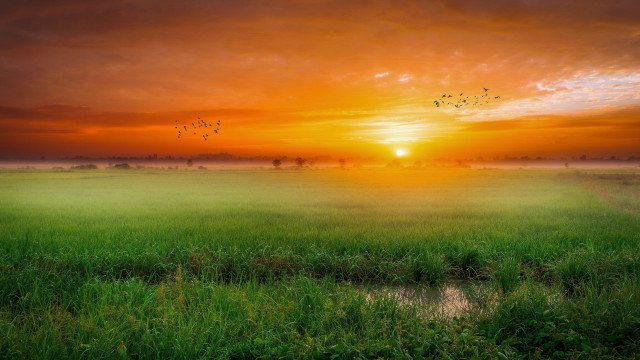 Sunset birds field water mountain free wallpaper for desktop - medium preview image