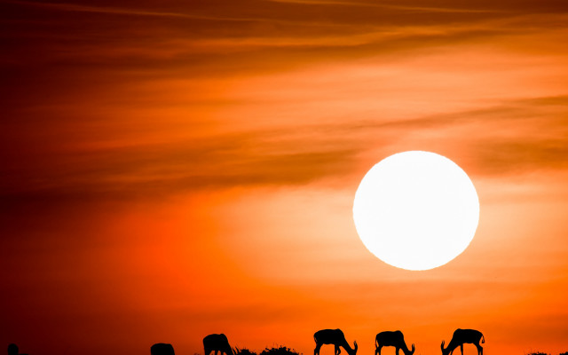 Grazing animals sunset red sky free wallpaper for desktop - medium preview image