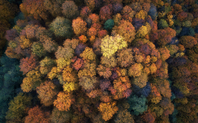 Trees woods leaves autumn flame free wallpaper for desktop - medium preview image