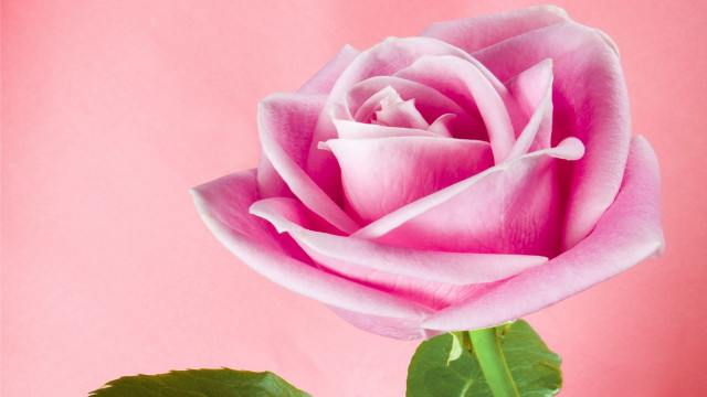Pink rose green stem neo free wallpaper for desktop - medium preview image