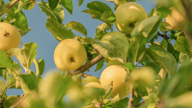 Green apples tree blue sky free wallpaper for desktop - medium preview image