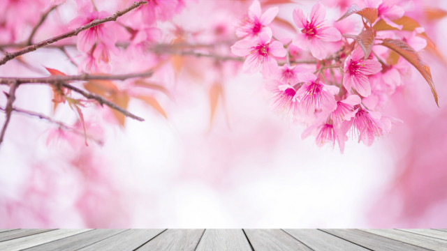 Wooden table pink flowers cherry free wallpaper for desktop - medium preview image