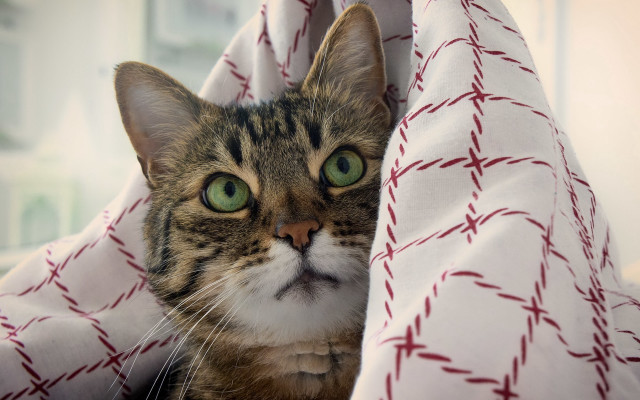 Cat hiding green eyes mustache free wallpaper for desktop - medium preview image