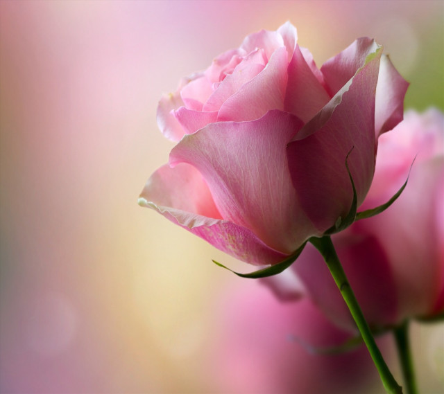 Pink rose macro blurry background #2 free wallpaper for tablet - medium preview image