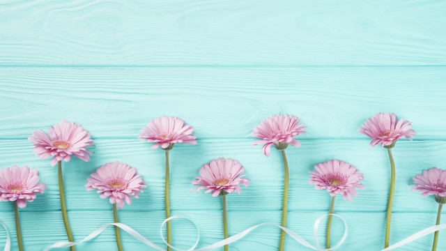 Pink flower ribbon blue background free wallpaper for desktop - medium preview image