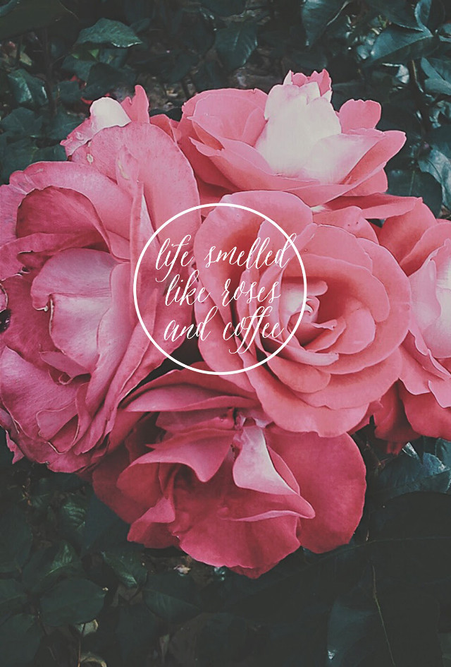 Pink flowers white circle center free wallpaper for mobile - medium preview image