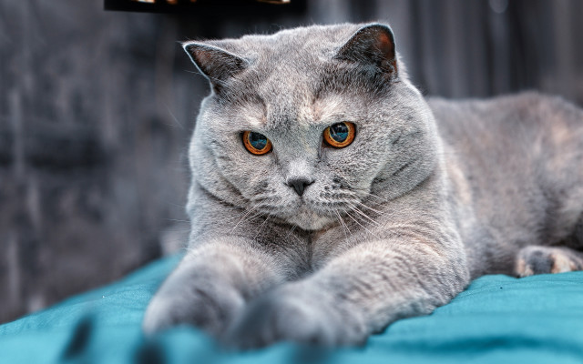 Gray cat blue blanket animals free wallpaper for desktop - medium preview image