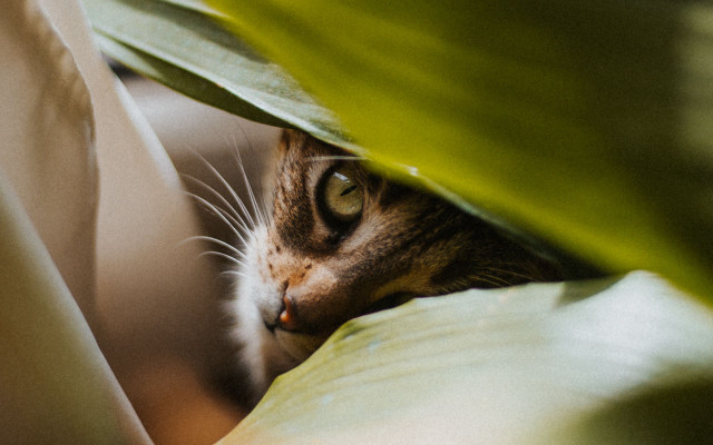 Cat peeking green leaves white free wallpaper for desktop - medium preview image