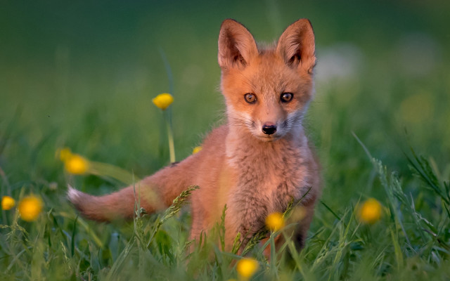 Small fox sad grass outdoors free wallpaper for desktop - medium preview image