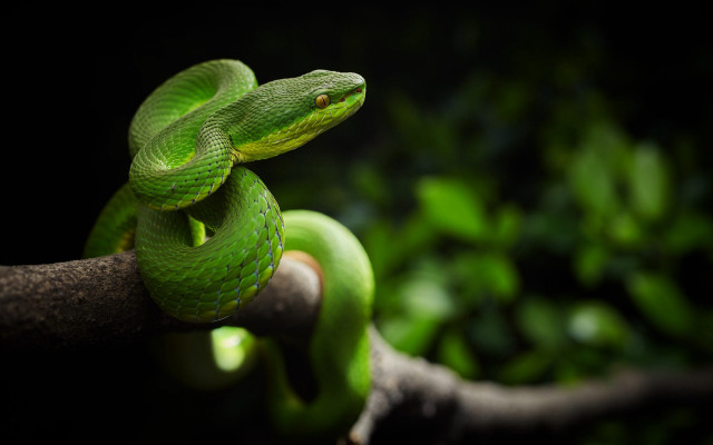 Green snake curling branch macro free wallpaper for desktop - medium preview image
