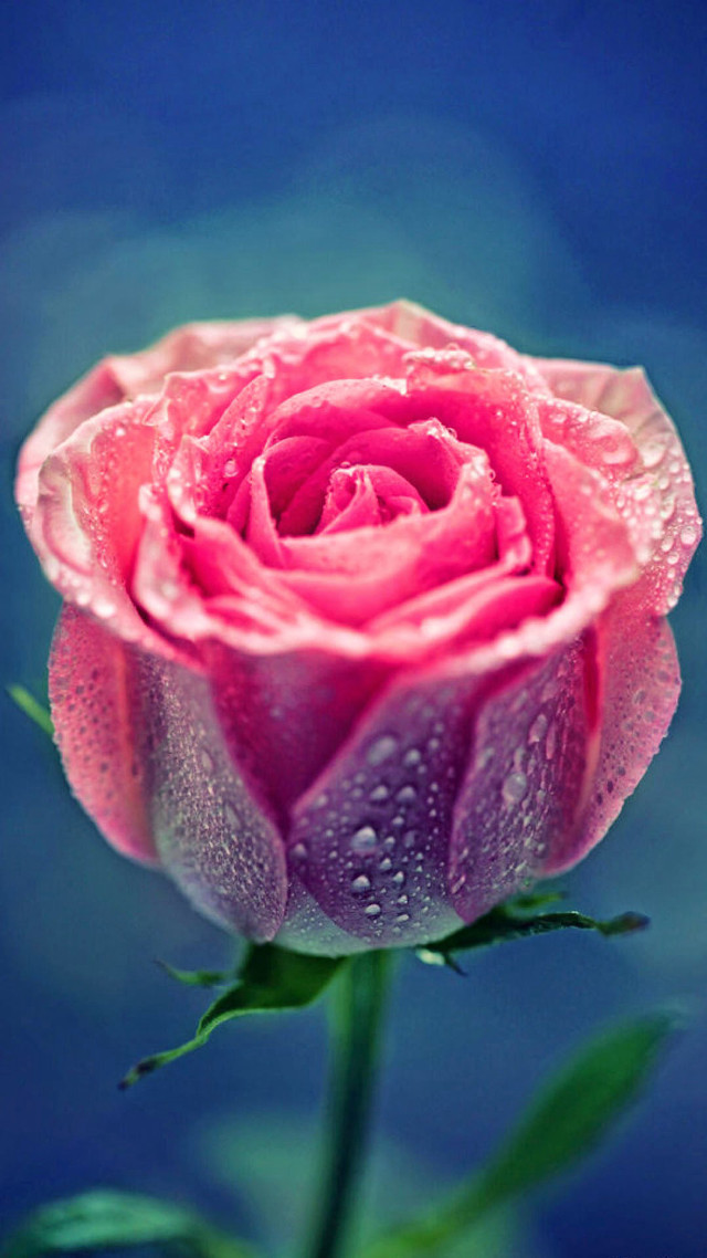 Pink rose water droplets gothic #4 free wallpaper for mobile - medium preview image