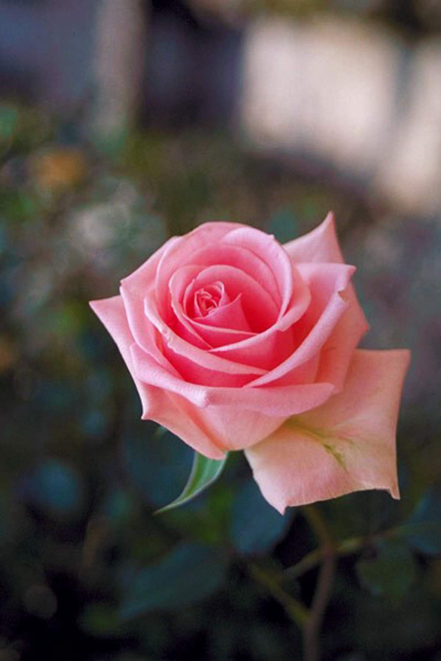 Pink rose garden macro blurry free wallpaper for mobile - medium preview image