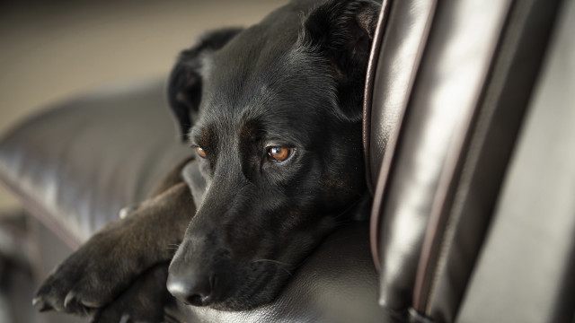 Black dog leather couch head free wallpaper for desktop - medium preview image