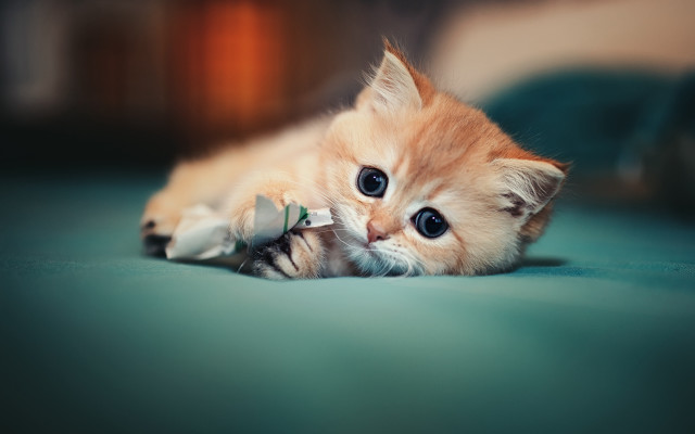 Kitten bed pillow mouse blue free wallpaper for desktop - medium preview image