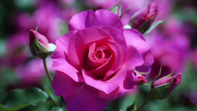 Pink rose blooming garden purple free wallpaper for desktop - medium preview image