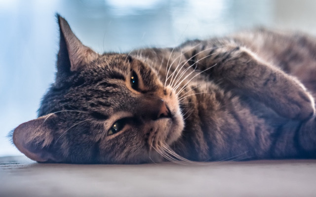 Cat lying side eyes closed free wallpaper for desktop - medium preview image
