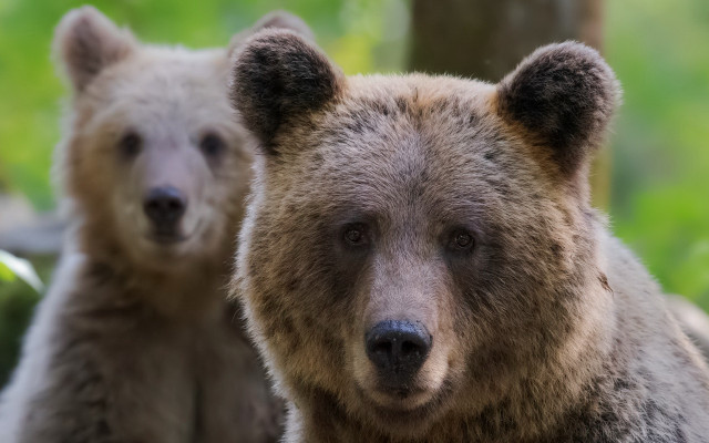 Brownbears woods grass primivism wildlife free wallpaper for desktop - medium preview image