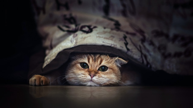 Cat under blanket peeking blue free wallpaper for desktop - medium preview image