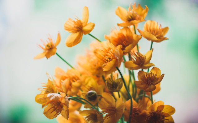 Yellow flowers vase autumn blurry free wallpaper for desktop - medium preview image