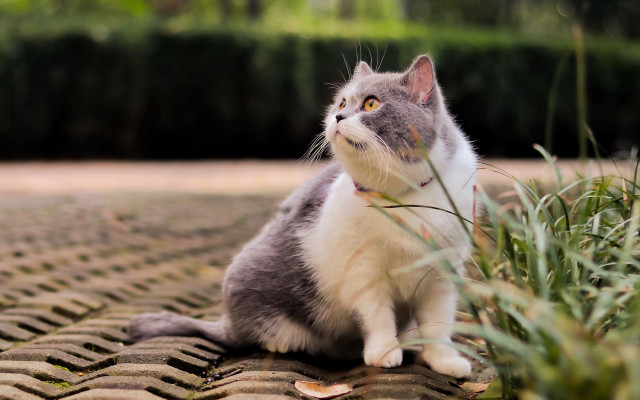 Curious cat on brick surface free wallpaper for desktop - medium preview image