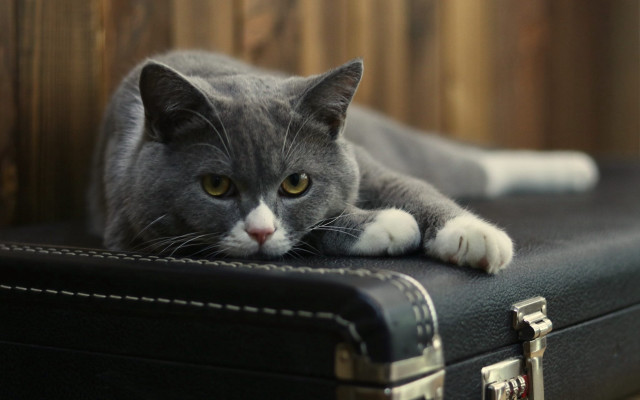 Cat black suitcase table wooden free wallpaper for desktop - medium preview image