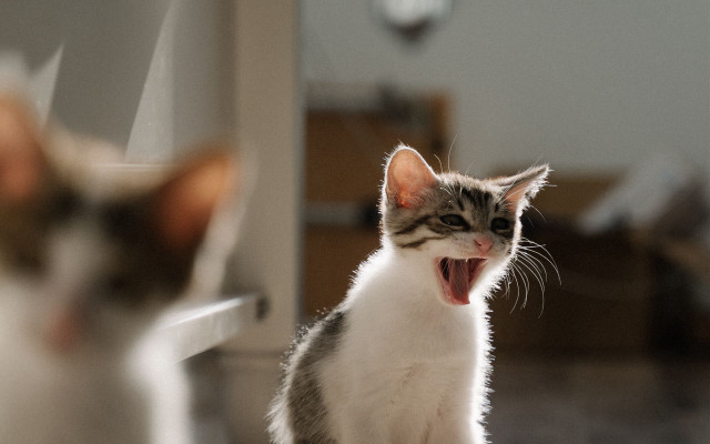 Cat yawning mirror blurry depth free wallpaper for desktop - medium preview image