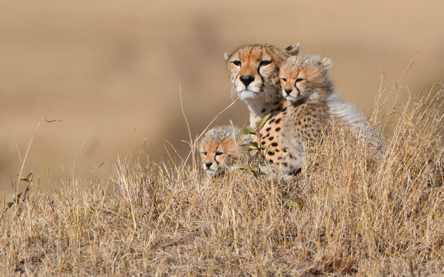 Mother cheetah cubs dry grass free wallpaper for desktop - medium preview image