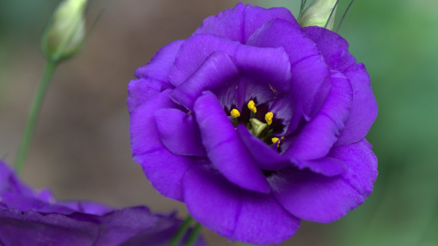 Purple flower yellow stamens macro #5 free wallpaper for desktop - medium preview image