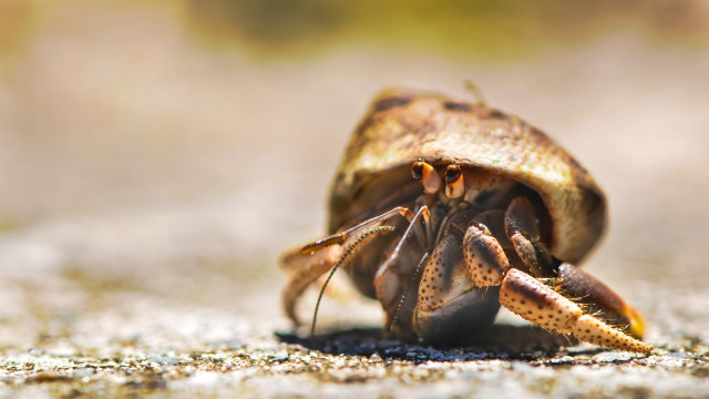 Insect macro beach sand sunset free wallpaper for desktop - medium preview image