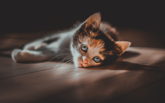 Kitten curious floor eye carlos free wallpaper for desktop - medium preview image