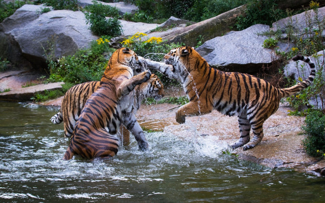 Tigers playing water rocks bushes free wallpaper for desktop - medium preview image