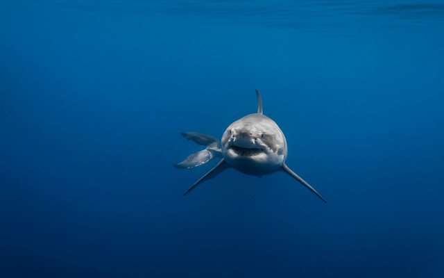 White shark open mouth ocean #2 free wallpaper for desktop - medium preview image