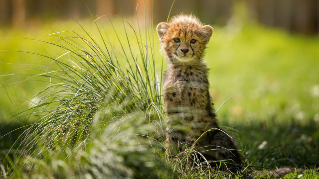 Cheetah cub curious grass nature free wallpaper for desktop - medium preview image