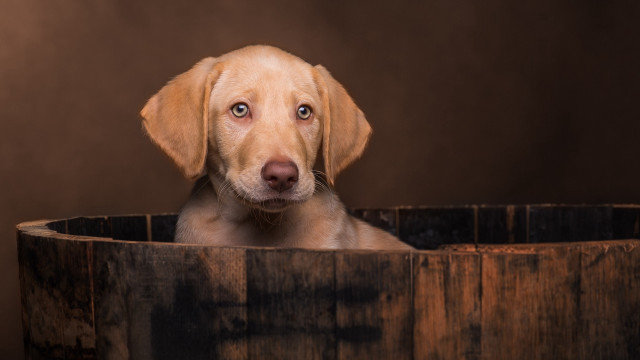 Dog sitting wooden barrel sad free wallpaper for desktop - medium preview image