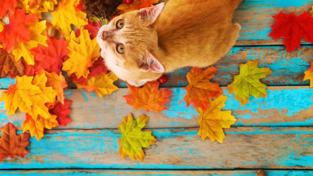 Cat autumn leaves acorns blue free wallpaper for desktop - medium preview image