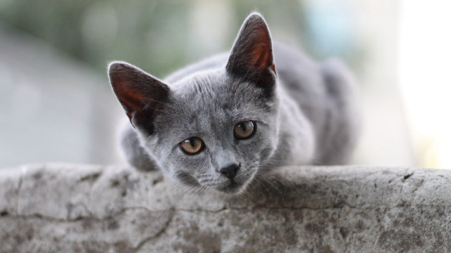 Curious grey cat on ledge free wallpaper for desktop - medium preview image