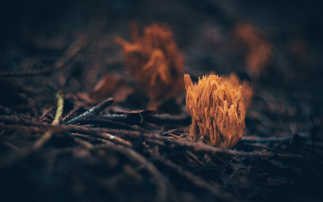 Wood fire campground blurry nature free wallpaper for desktop - medium preview image