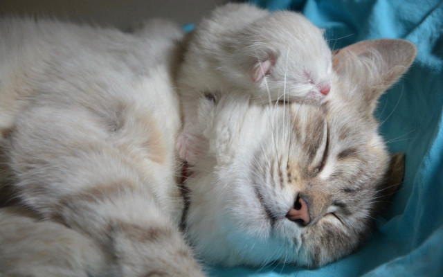 Cat sleeping blanket pillow photorealistic free wallpaper for desktop - medium preview image